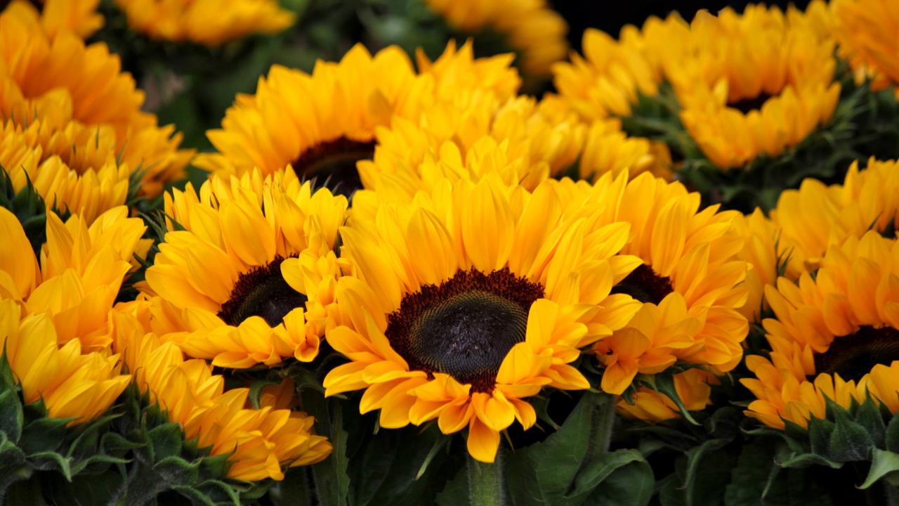 Así debes cuidar tus girasoles durante todo el año para tener flores amarillas radiantes